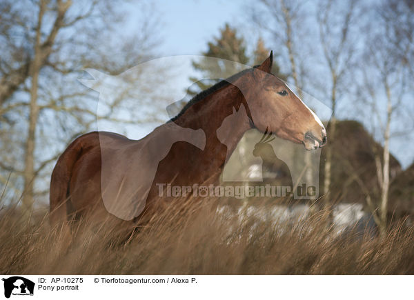 Pony portrait / AP-10275