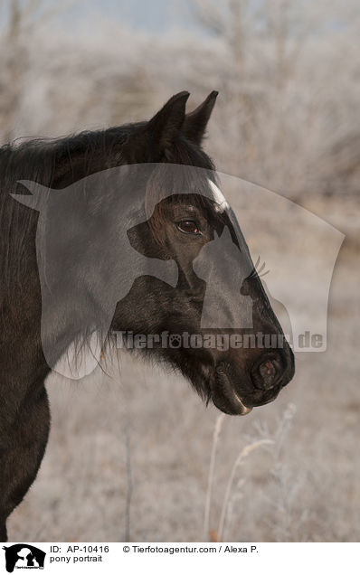 pony portrait / AP-10416