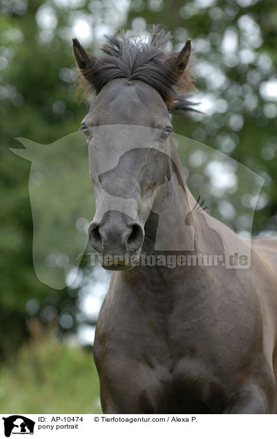 pony portrait / AP-10474