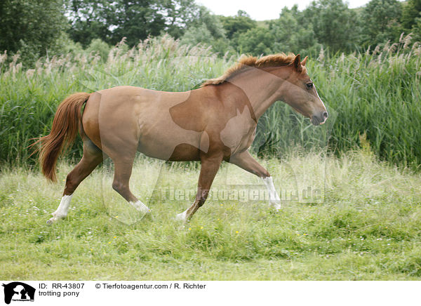 trotting pony / RR-43807