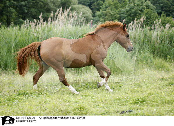 galloping pony / RR-43809