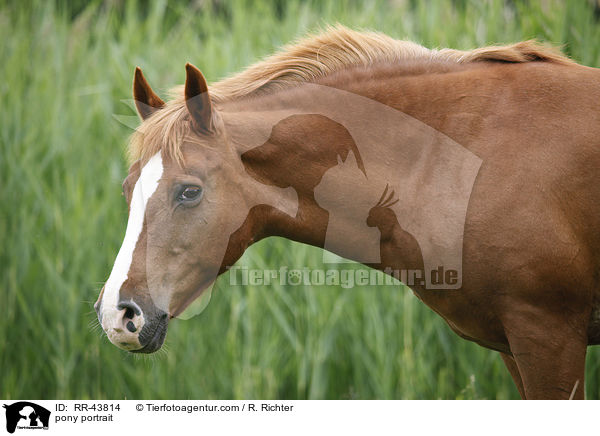 pony portrait / RR-43814