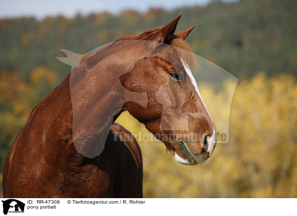 pony portrait / RR-47308