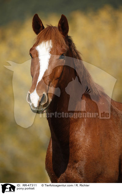 pony portrait / RR-47311