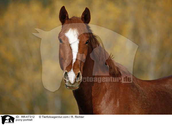 pony portrait / RR-47312