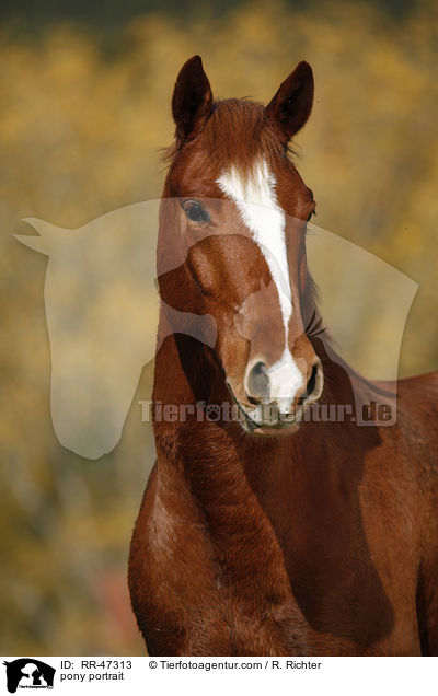 pony portrait / RR-47313