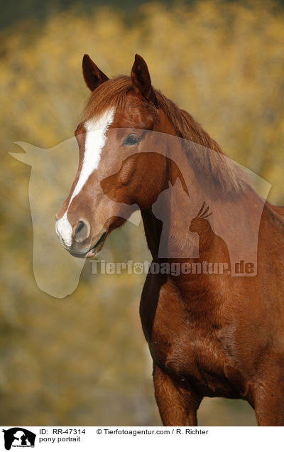 pony portrait / RR-47314