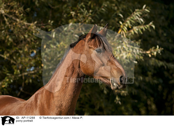 pony portrait / AP-11288
