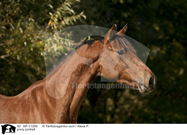 pony portrait / AP-11290
