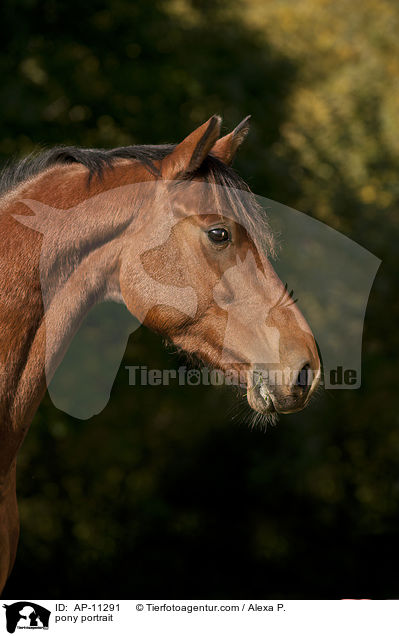 pony portrait / AP-11291
