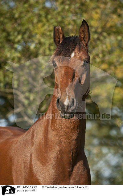 pony portrait / AP-11293