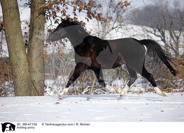 trotting pony / RR-47756