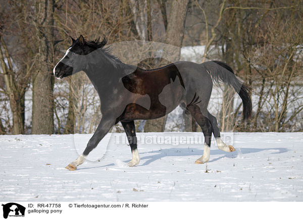 galloping pony / RR-47758