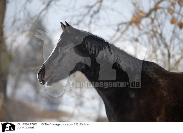 pony portrait / RR-47762