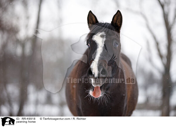 yawning horse / RR-49918