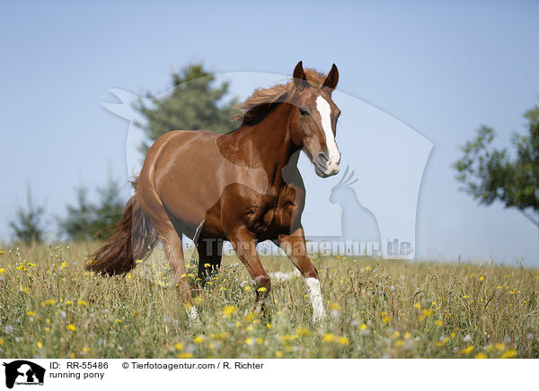 running pony / RR-55486