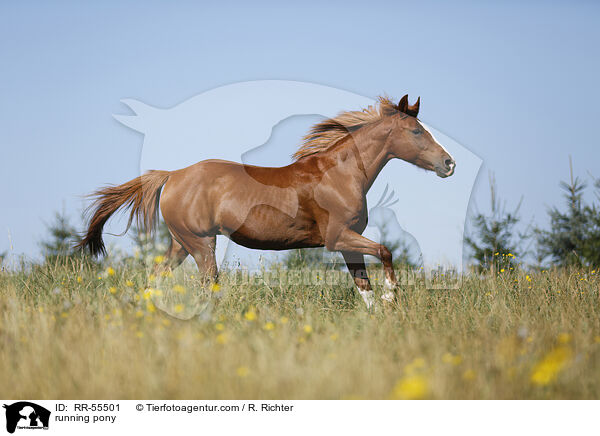 running pony / RR-55501