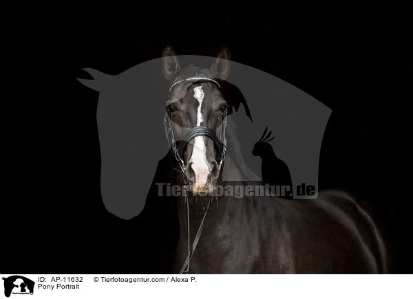 Pony Portrait / AP-11632