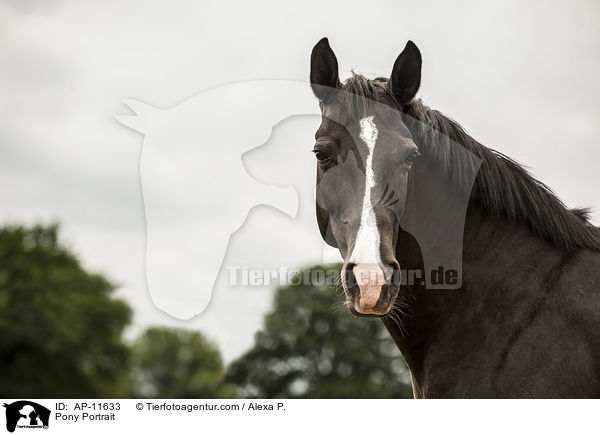 Pony Portrait / AP-11633