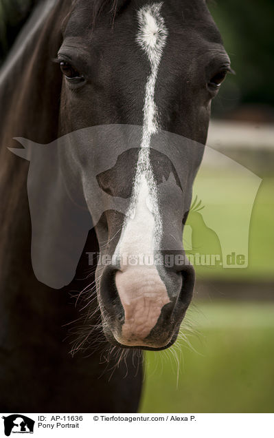 Pony Portrait / AP-11636