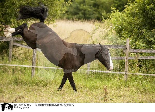 kicking pony / AP-12159