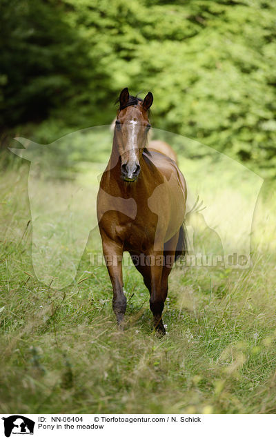 Pony in the meadow / NN-06404