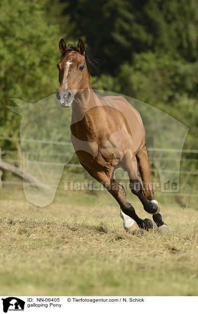 galloping Pony / NN-06405