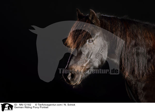 German Riding Pony Portrait / NN-12182