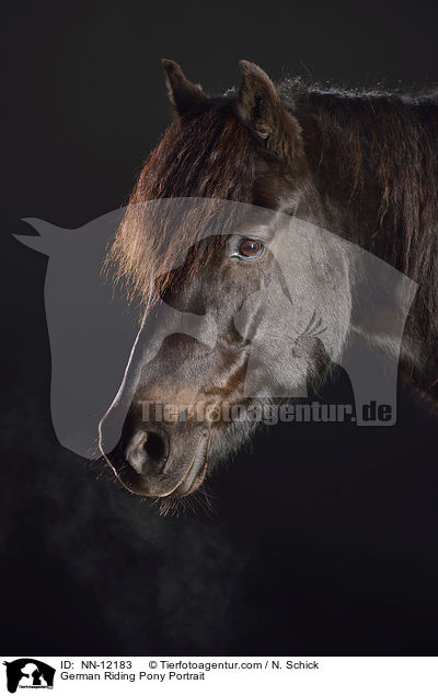 German Riding Pony Portrait / NN-12183