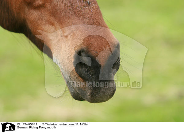 Deutsches Reitpony Maul / German Riding Pony mouth / PM-05611