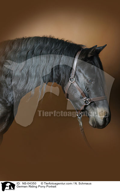 German Riding Pony Portrait / NS-04350