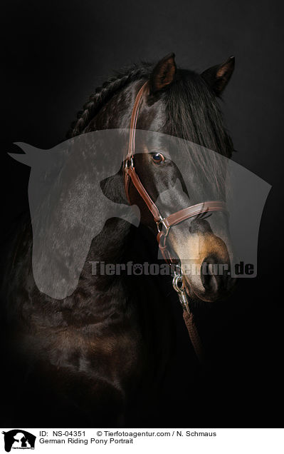German Riding Pony Portrait / NS-04351