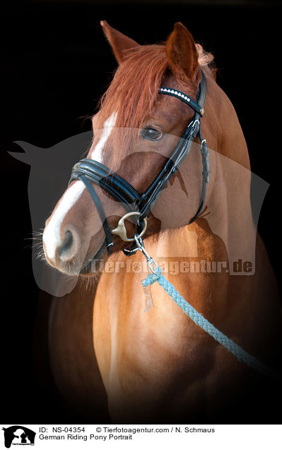 German Riding Pony Portrait / NS-04354