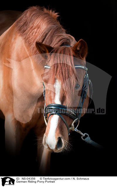 Deutsches Reitpony Portrait / German Riding Pony Portrait / NS-04356