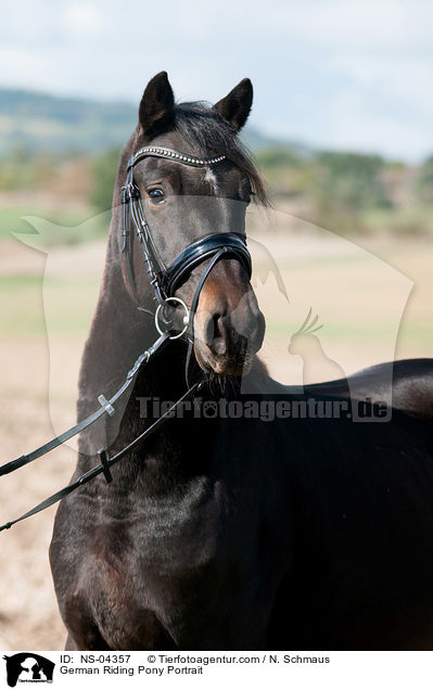 Deutsches Reitpony Portrait / German Riding Pony Portrait / NS-04357