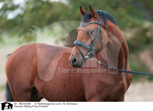 Deutsches Reitpony Portrait / German Riding Pony Portrait / NS-04358