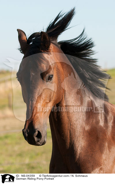 German Riding Pony Portrait / NS-04359
