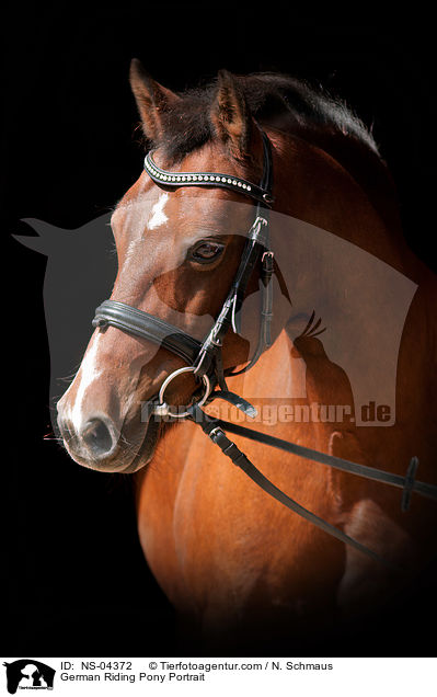 German Riding Pony Portrait / NS-04372
