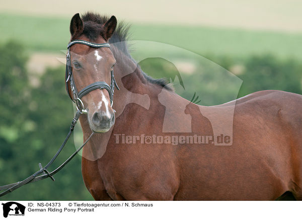 German Riding Pony Portrait / NS-04373
