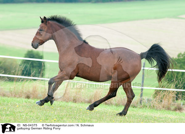 galloping German Riding Pony / NS-04375