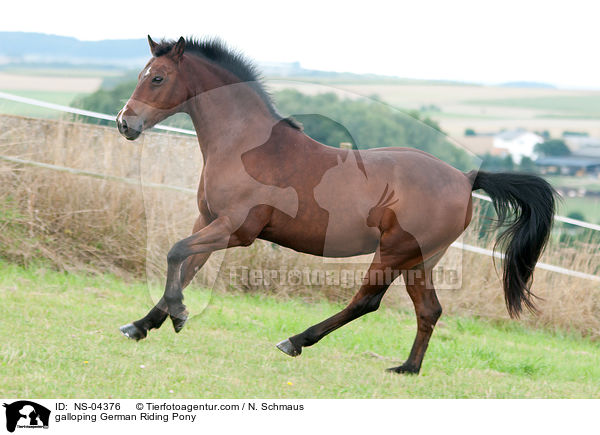 galloping German Riding Pony / NS-04376