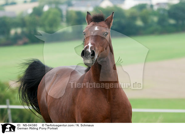German Riding Pony Portrait / NS-04380