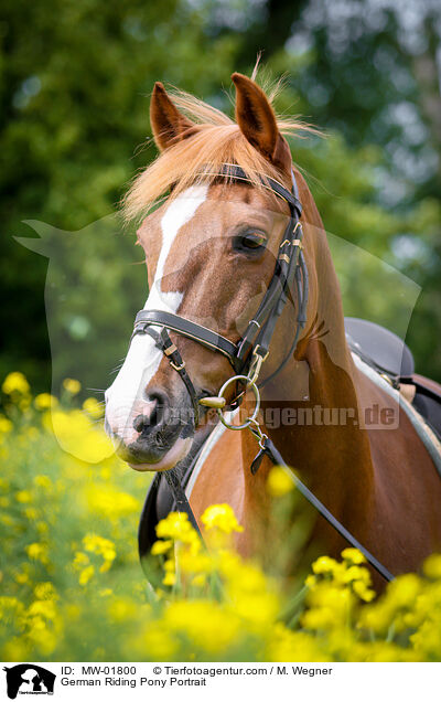 Deutsches Reitpony Portrait / German Riding Pony Portrait / MW-01800