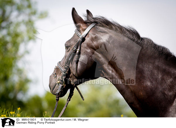 Deutsches Reitpony Portrait / German Riding Pony Portrait / MW-01801