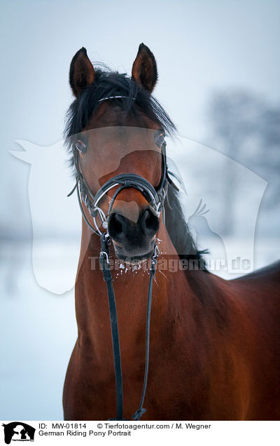 Deutsches Reitpony Portrait / German Riding Pony Portrait / MW-01814
