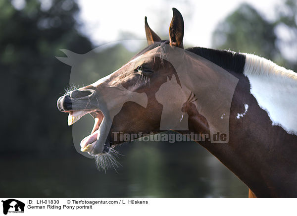 Deutsches  Reitpony Portrait / German Riding Pony portrait / LH-01830