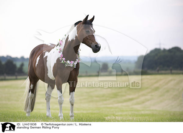 standing German Riding Pony / LH-01836