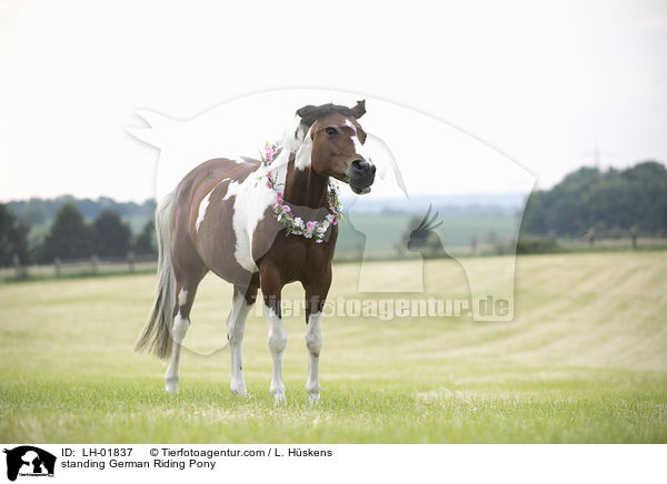 standing German Riding Pony / LH-01837