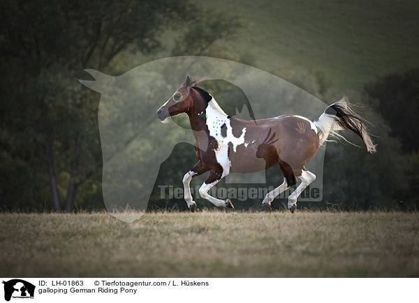 galloping German Riding Pony / LH-01863
