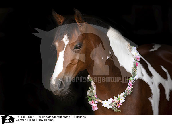 German Riding Pony portrait / LH-01864
